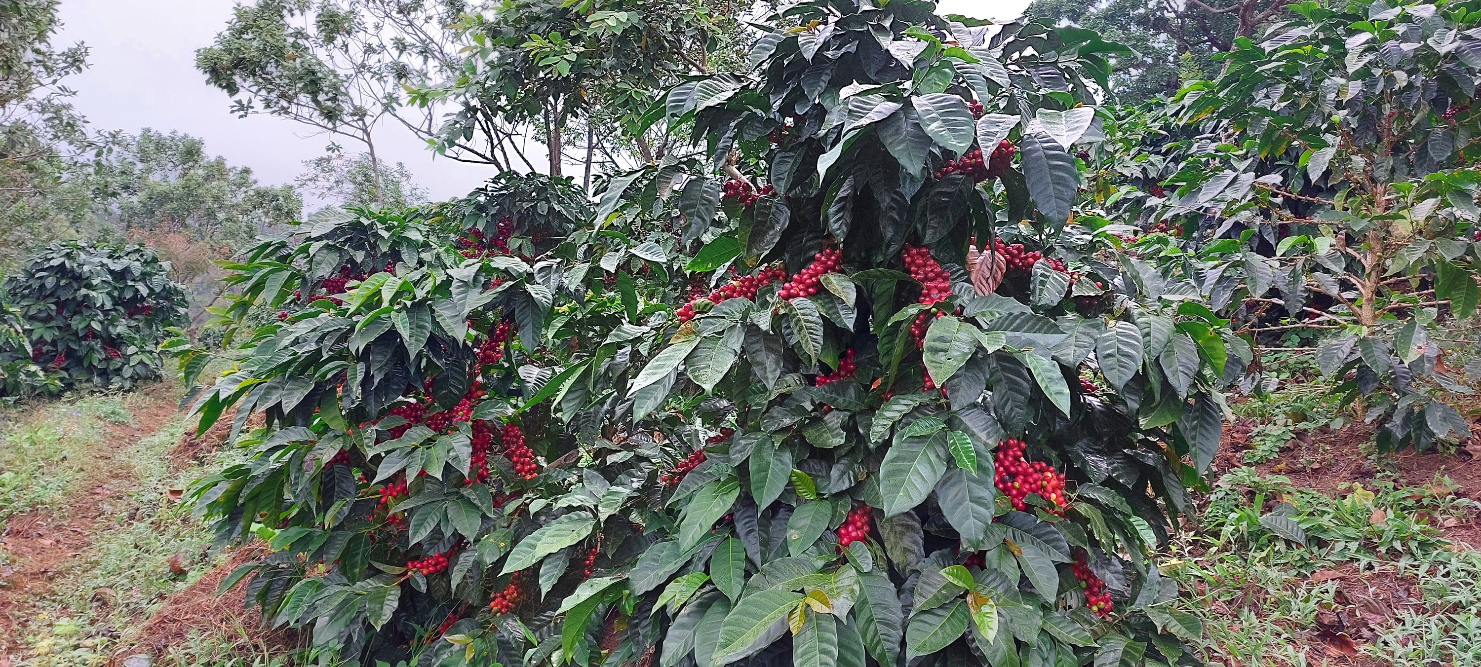 El Salvador Nelson Flores