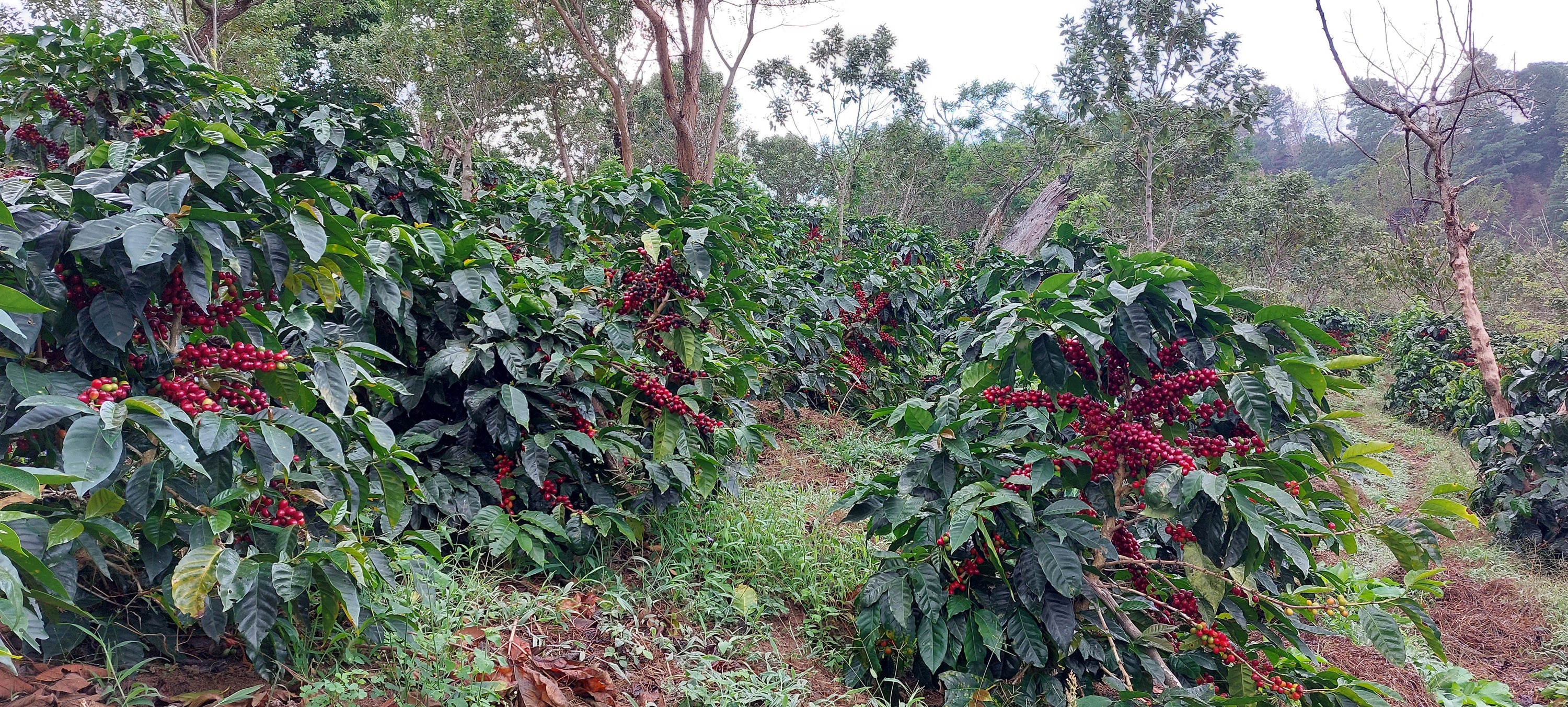 El Salvador Nelson Flores