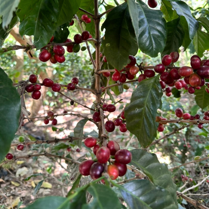 Guatemala Relámpago