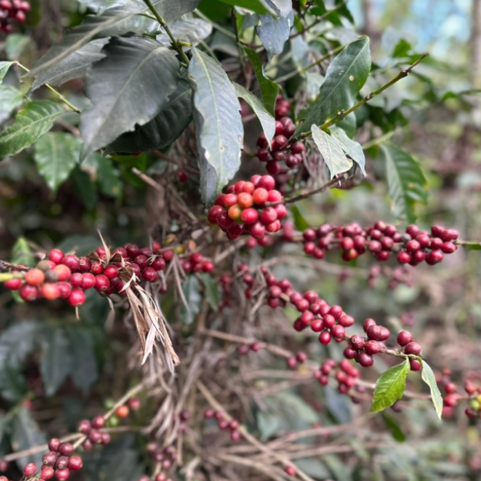 Guatemala Relámpago