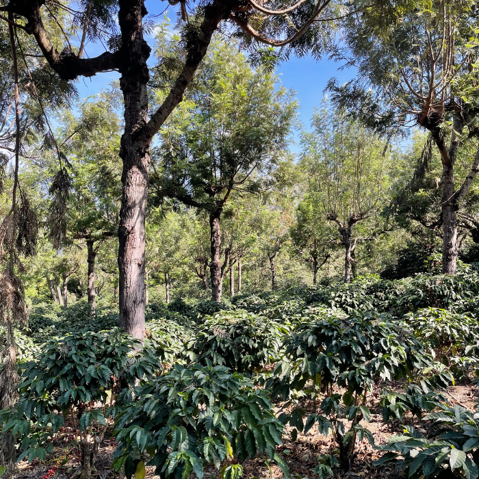 Guatemala Relámpago