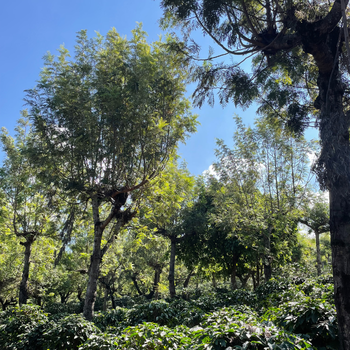 Guatemala Relámpago