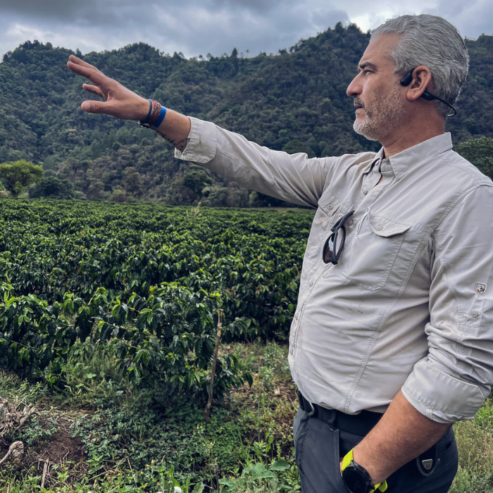 Guatemala El Socorro Maracaturra