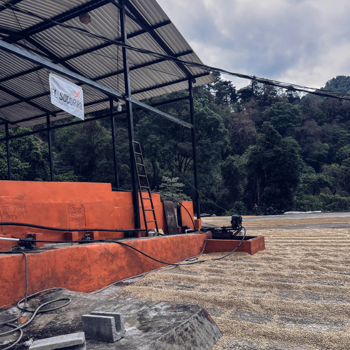 Guatemala El Socorro Maracaturra