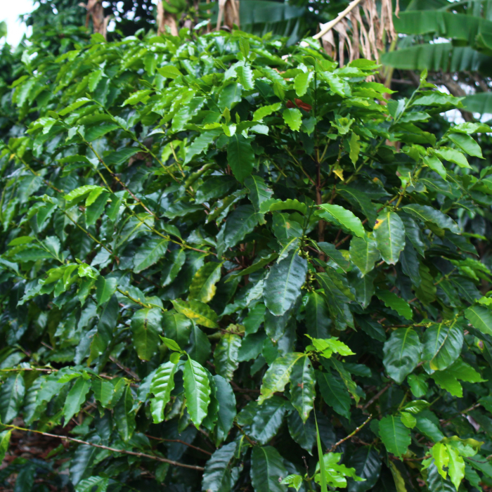 Honduras Sebastian Mejia Parainema Natural