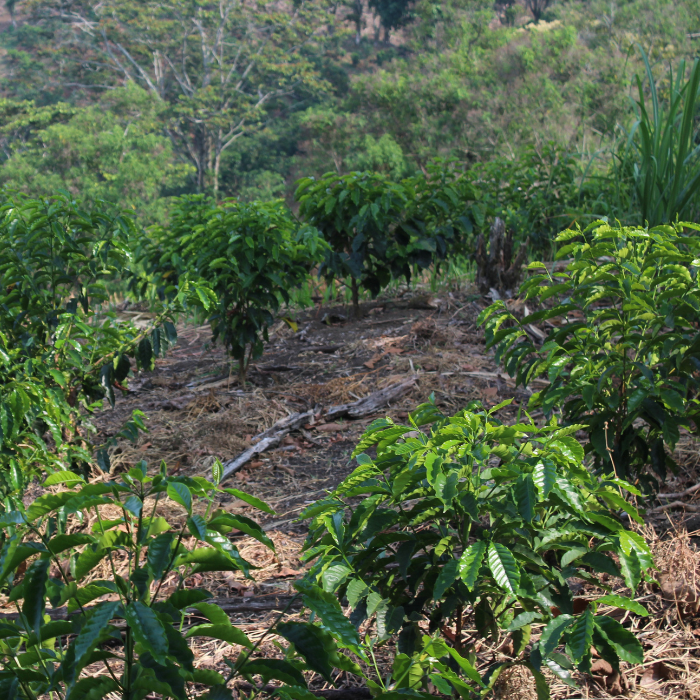 Honduras Sebastian Mejia Parainema Natural
