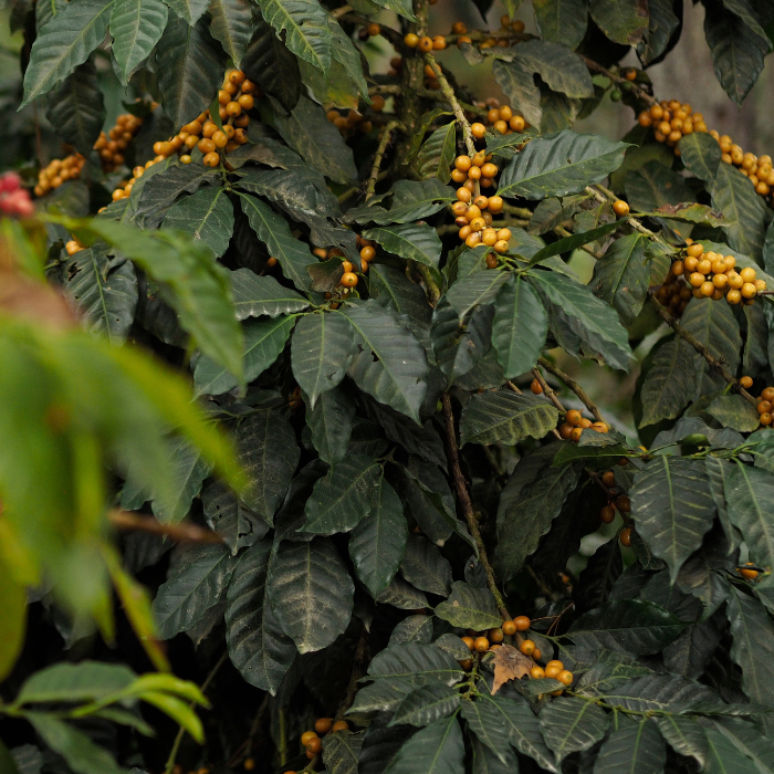 Guatemala Las Moritas Pacamara