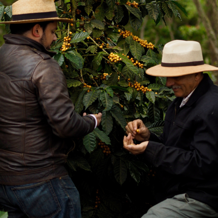 Guatemala Las Moritas Pacamara
