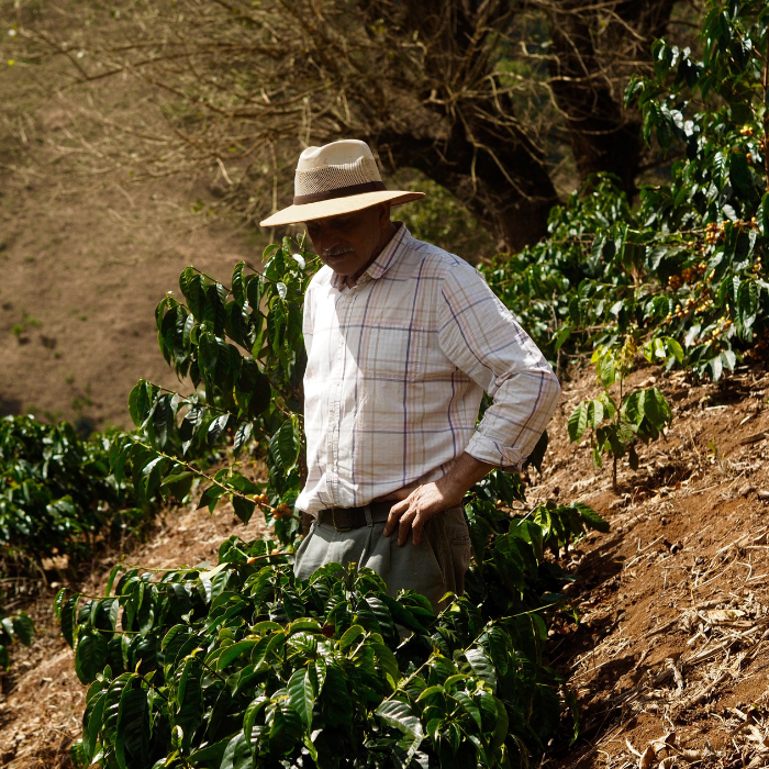 Guatemala Las Moritas Pacamara
