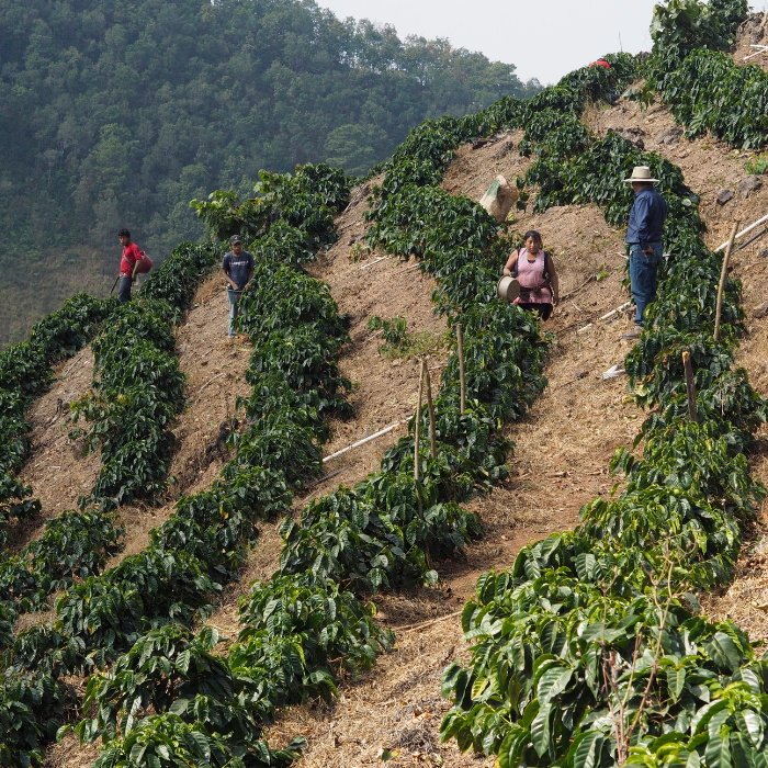Guatemala Las Moritas Pacamara
