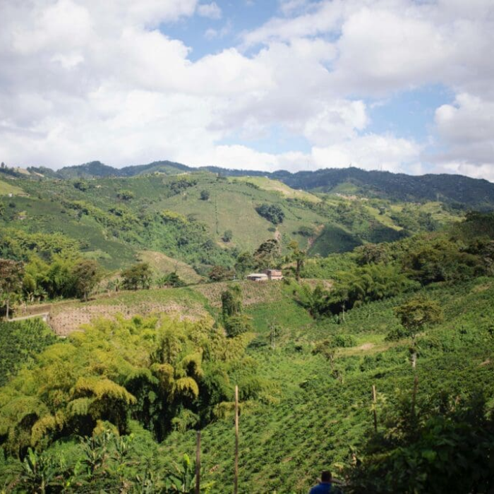 Colombia Finca Milan Nitro Caturra