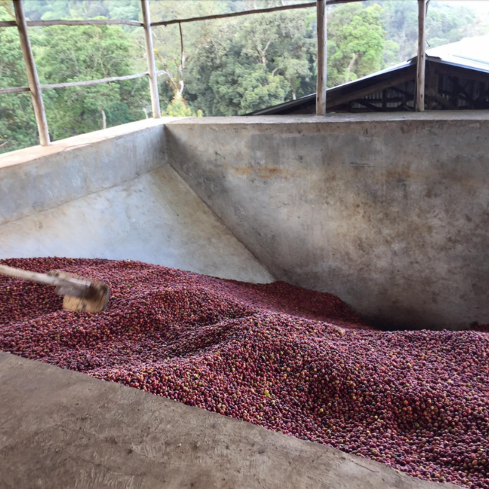 Ethiopia Anderacha Natural