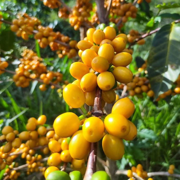 Colombia Edinson Argote Yellow Bourbon