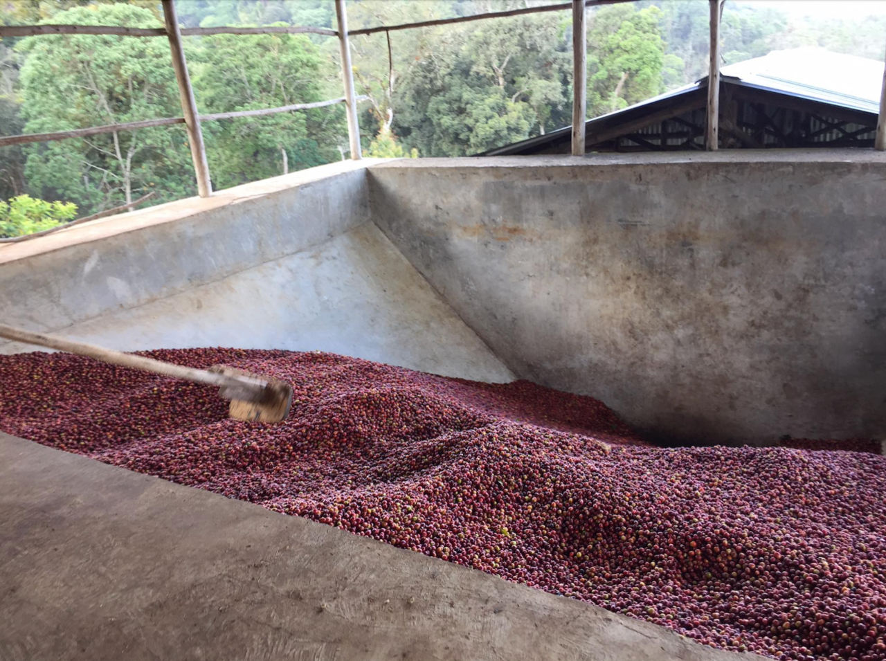 Ethiopia Anderacha