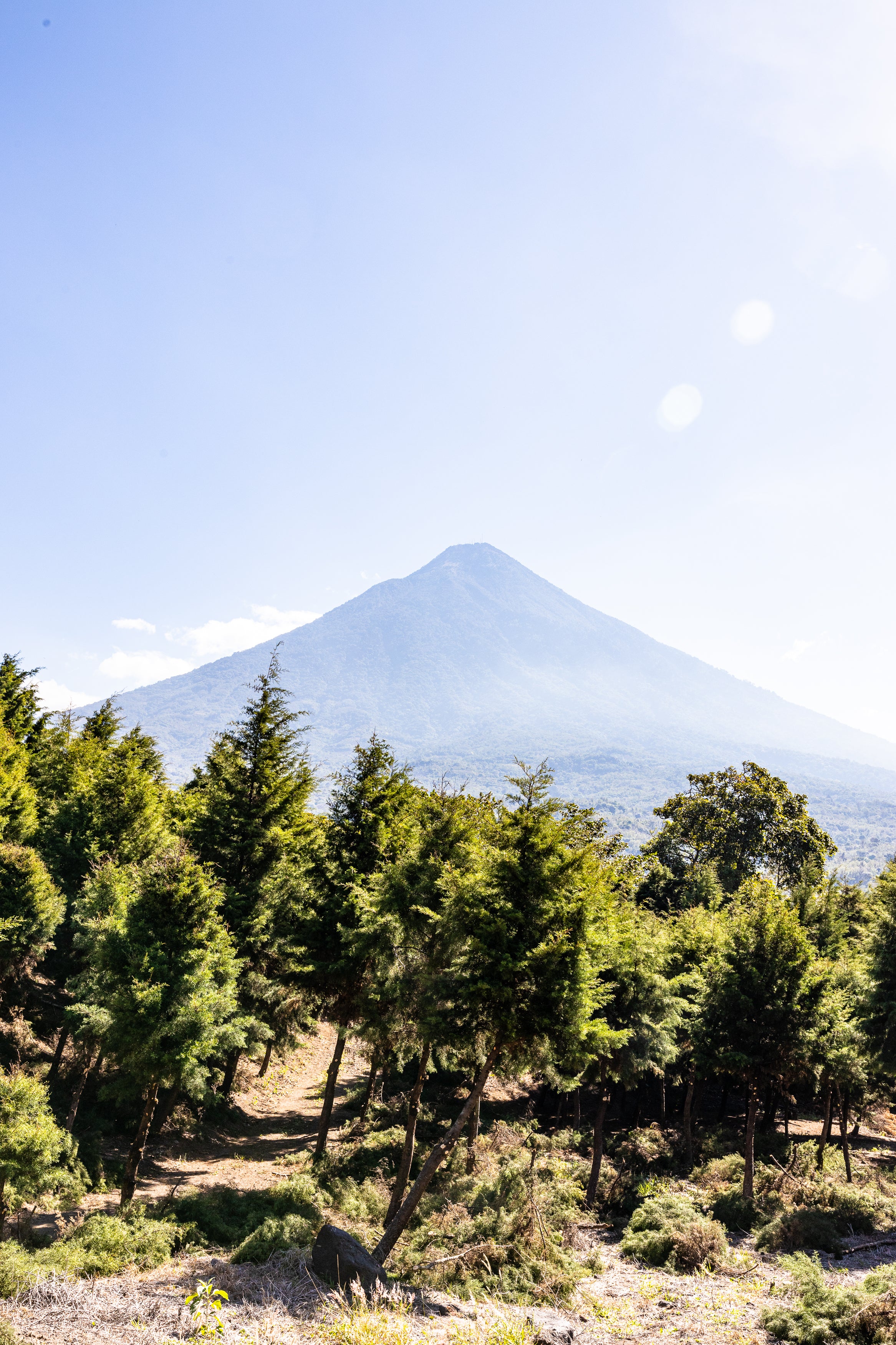 Guatemala Finca El Potrero